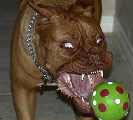 Vicious dog